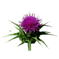 Blessed Thistle