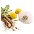 Dandelion Root